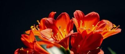 把客厅的“绿萝”丢了!学聪明人这样养,好看又优雅 - 今日头条 把客厅的“绿萝”丢了!学聪明人这样养,好看又优雅 - 图画吧TUHUABA