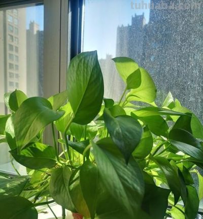 把客厅的“绿萝”丢了!学聪明人这样养,好看又优雅 - 今日头条 把客厅的“绿萝”丢了!学聪明人这样养,好看又优雅 - 图画吧TUHUABA