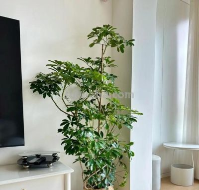 把客厅的“绿萝”丢了!学聪明人这样养,好看又优雅 - 今日头条 把客厅的“绿萝”丢了!学聪明人这样养,好看又优雅 - 图画吧TUHUABA