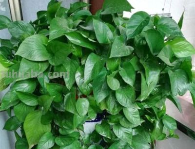 绿萝疯长的真相，肥水不当会烂根，三个家庭配方救急. - 图画吧TUHUABA