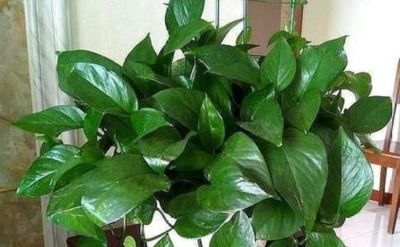 绿萝疯长的真相，肥水不当会烂根，三个家庭配方救急. - 图画吧TUHUABA