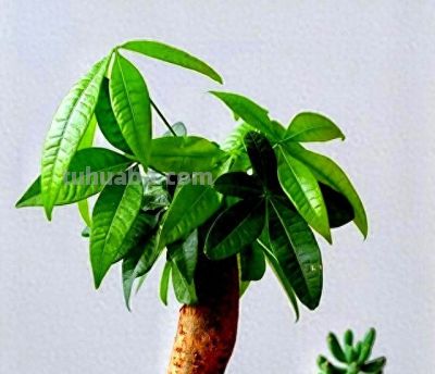 养死了6盆发财树，才知道原来发财树要这样养！收藏级干货！ - 今日头条