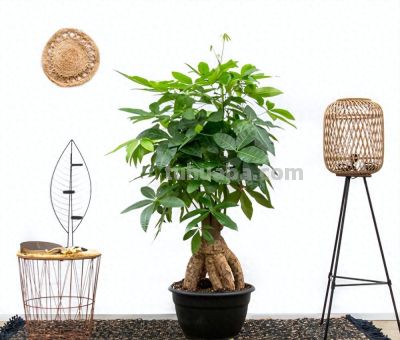 发财树养护4个要点，想要枝繁叶茂，环境是关键 - 今日头条