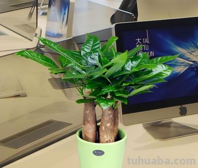 发财树养护4个要点，想要枝繁叶茂，环境是关键 - 图画吧TUHUABA