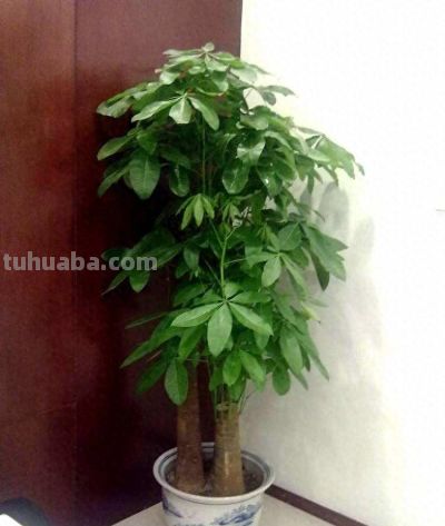发财树养护4个要点，想要枝繁叶茂，环境是关键 - 图画吧TUHUABA