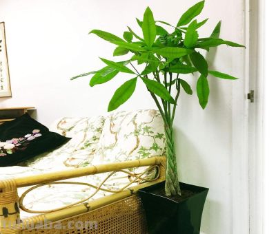 发财树养护4个要点，想要枝繁叶茂，环境是关键 - 图画吧TUHUABA