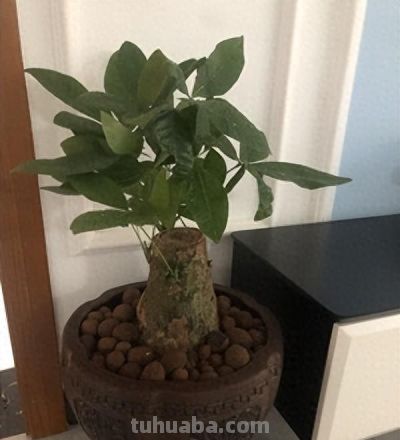 阳台难养花卉发财树栽培经验 - 今日头条