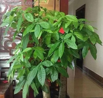 发财树不难养，记住“3点”，一年四季枝繁叶茂 - 今日头条