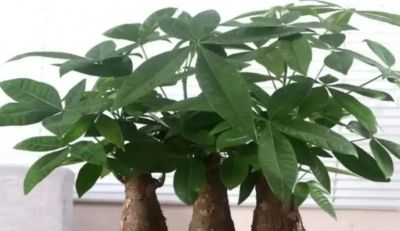 发财树不难养，记住“3点”，一年四季枝繁叶茂 - 图画吧TUHUABA