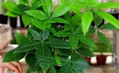 发财树不难养，记住“3点”，一年四季枝繁叶茂 - 图画吧TUHUABA