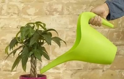 发财树不难养，记住“3点”，一年四季枝繁叶茂 - 图画吧TUHUABA