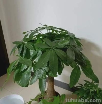 发财树不难养，记住“3点”，一年四季枝繁叶茂 - 图画吧TUHUABA