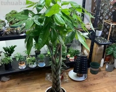 发财树不难养，记住“3点”，一年四季枝繁叶茂 - 图画吧TUHUABA