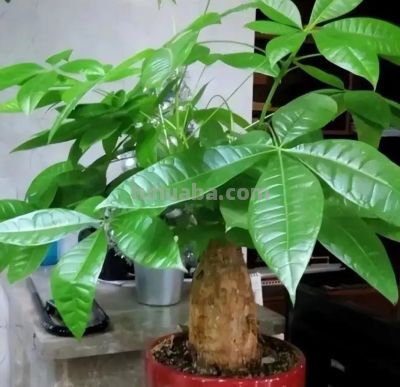 发财树不难养，记住“3点”，一年四季枝繁叶茂 - 图画吧TUHUABA