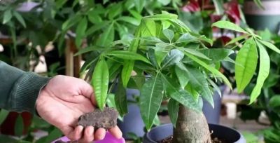 发财树不难养，记住“3点”，一年四季枝繁叶茂 - 图画吧TUHUABA