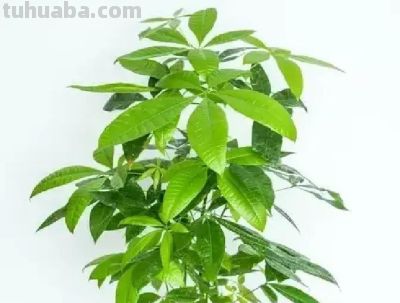 发财树养护4招，小叶常青十年不黄，如何做到叶片油亮如新？ - 图画吧TUHUABA