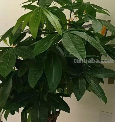 发财树养护4招，小叶常青十年不黄，如何做到叶片油亮如新？ - 今日头条