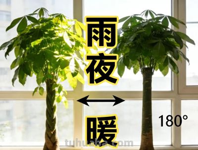 发财树养护4招，小叶常青十年不黄，如何做到叶片油亮如新？ - 图画吧TUHUABA