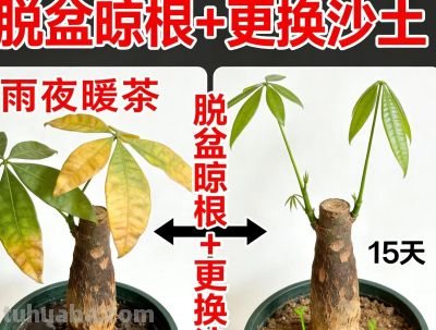 发财树养护4招，小叶常青十年不黄，如何做到叶片油亮如新？ - 图画吧TUHUABA