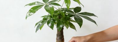 发财树养护4招，小叶常青十年不黄，如何做到叶片油亮如新？ - 图画吧TUHUABA