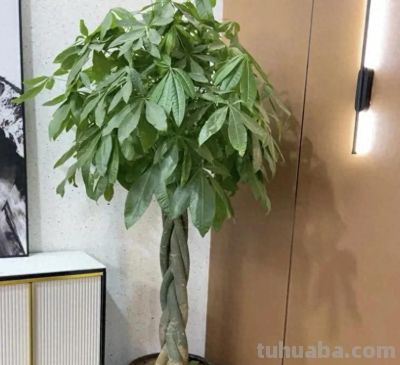 粗杆子的发财树,养在家里,一定要多浇水,否则容易掉叶! - 今日头条 粗杆子的发财树,养在家里,一定要多浇水,否则容易掉叶! - 图画吧TUHUABA