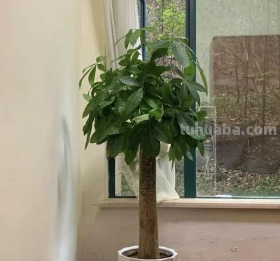 粗杆子的发财树,养在家里,一定要多浇水,否则容易掉叶! - 今日头条 粗杆子的发财树,养在家里,一定要多浇水,否则容易掉叶! - 图画吧TUHUABA