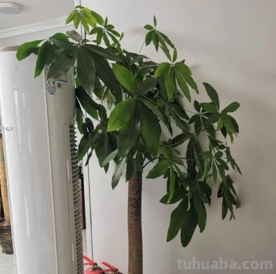 粗杆子的发财树,养在家里,一定要多浇水,否则容易掉叶! - 今日头条 粗杆子的发财树,养在家里,一定要多浇水,否则容易掉叶! - 图画吧TUHUABA