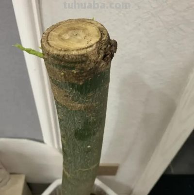 粗杆子的发财树,养在家里,一定要多浇水,否则容易掉叶! - 今日头条 粗杆子的发财树,养在家里,一定要多浇水,否则容易掉叶! - 图画吧TUHUABA