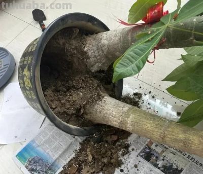 粗杆子的发财树,养在家里,一定要多浇水,否则容易掉叶! - 今日头条 粗杆子的发财树,养在家里,一定要多浇水,否则容易掉叶! - 图画吧TUHUABA