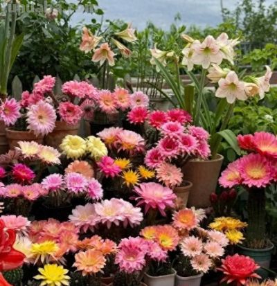 仙人球有多抗旱，1个月浇一次水，冬天搬到家里，几乎不浇水 - 图画吧TUHUABA