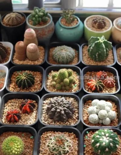 仙人球有多抗旱，1个月浇一次水，冬天搬到家里，几乎不浇水 - 图画吧TUHUABA