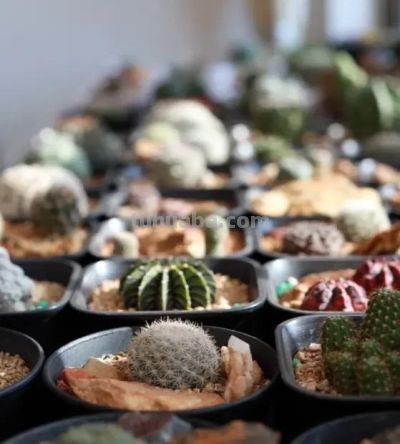 仙人球有多抗旱，1个月浇一次水，冬天搬到家里，几乎不浇水 - 图画吧TUHUABA