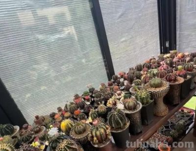 仙人球有多抗旱，1个月浇一次水，冬天搬到家里，几乎不浇水 - 图画吧TUHUABA