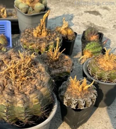 仙人球有多抗旱，1个月浇一次水，冬天搬到家里，几乎不浇水 - 图画吧TUHUABA