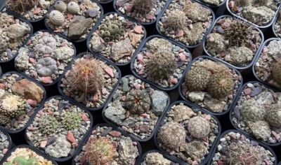 仙人球有多抗旱，1个月浇一次水，冬天搬到家里，几乎不浇水 - 图画吧TUHUABA