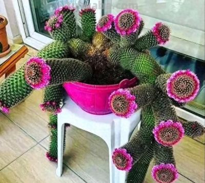 女子晒老妈养了19年的仙人球，网友：成精了，躺着也能“卷出圈” - 今日头条