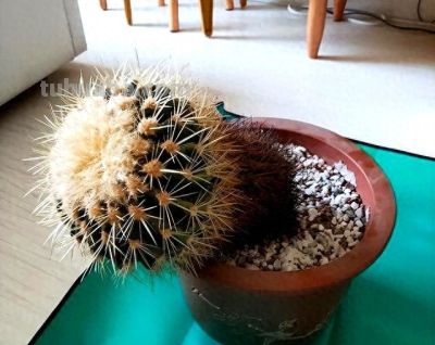 女子晒爷爷养了7年的“内耗型仙人球”：卷又卷不赢，躺又躺不平 - 今日头条