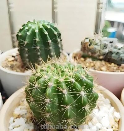 仙人球换盆后别瞎浇！“3个”时机+“2个”技巧，不烂根不枯球 - 图画吧TUHUABA