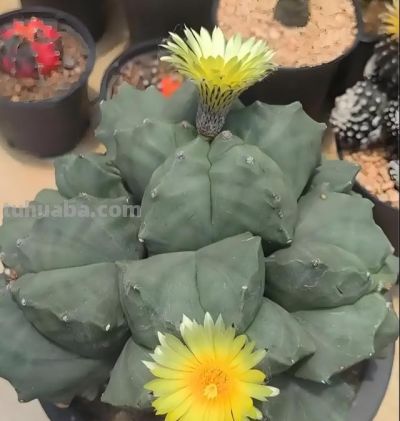 仙人球换盆后别瞎浇！“3个”时机+“2个”技巧，不烂根不枯球 - 图画吧TUHUABA