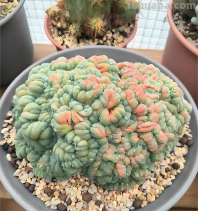 仙人球换盆后别瞎浇！“3个”时机+“2个”技巧，不烂根不枯球 - 图画吧TUHUABA