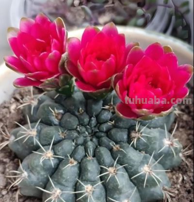 仙人球换盆后别瞎浇！“3个”时机+“2个”技巧，不烂根不枯球 - 图画吧TUHUABA