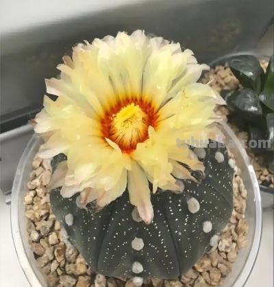 仙人球换盆后别瞎浇！“3个”时机+“2个”技巧，不烂根不枯球 - 图画吧TUHUABA