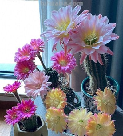 浙江一女子把“仙人球养到极致”，开花美极了，网友质疑：摆拍 - 今日头条