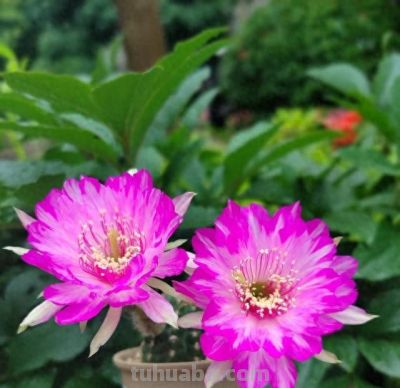 仙人球界的“妖花”，花色多变，每次开都不同，又美又香还爱开花 - 今日头条