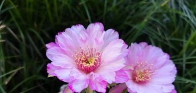 仙人球界的“妖花”，花色多变，每次开都不同，又美又香还爱开花 - 图画吧TUHUABA