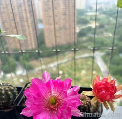 仙人球界的“妖花”，花色多变，每次开都不同，又美又香还爱开花 - 图画吧TUHUABA