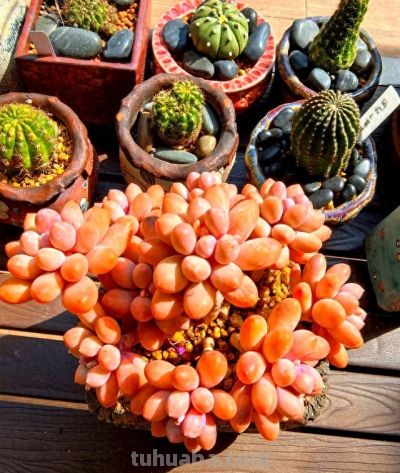 上海一女子离家半年，家里的仙人球开满了花，网友：修炼成精了 - 今日头条