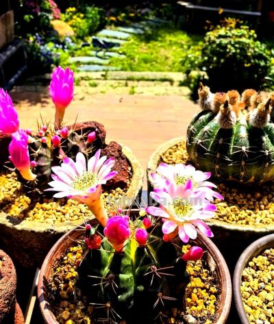 上海一女子离家半年，家里的仙人球开满了花，网友：修炼成精了 - 图画吧TUHUABA