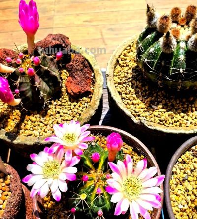 上海一女子离家半年，家里的仙人球开满了花，网友：修炼成精了 - 图画吧TUHUABA