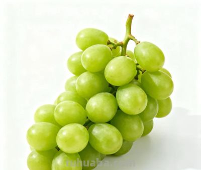 𝙒𝙚𝘾𝙝𝙖𝙩 | 水果头像 - 图画吧TUHUABA